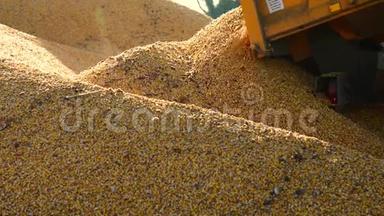 食品厂，食品，谷物拖拉机正在倾倒小麦
